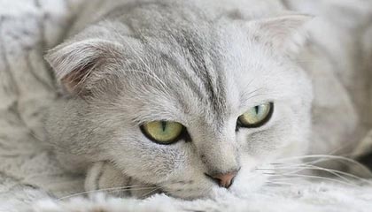 九游体育怎么买球-米兰冬奥会中国体育代表团成立 多名冬奥会冠军领衔